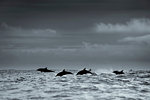 Common dolphins silhouette, Skellig Islands, Dingle, Kerry, Ireland