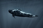 Pilot whale, South of Tenerife