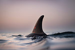 Fin of wild solitary Bottlenose Dolphin, Inishmore, Aran Islands, Ireland