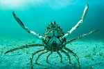 Spider crab in fighting pose, Inishmore, Aran Islands, Ireland