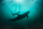 Freediver with wild solitary Bottlenose Dolphin