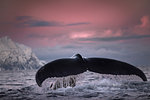Humpback whale diving, Skjervøy, Troms, Norway