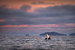 Orcas, killer whales spy hopping, Skjervøy, Troms, Norway