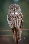 GREAT GRAY OWL Strix nebulosa SITTING ON FENCE LOOKING AT CAMERA