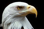 1990s BALD EAGLE Haliaeetus leucocephalus PROFILE OF HEAD