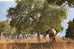 Elephant (Loxodonta Africana), Mana Pools, Zimbabwe