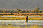 Elephant (Loxodonta Africana), Mana Pools, Zimbabwe