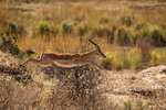 Impala ram (Aepyceros melampus), Mana Pools, Zimbabwe