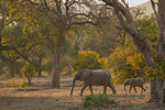 Elephant and calf (Loxodonta Africana), Mana Pools, Zimbabwe