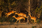 Impala (Aepyceros melampus), Mana Pools, Zimbabwe