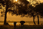 Elephant and calf (Loxodonta Africana),  Zambezi River, Zimbabwe