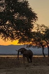 Elephant (Loxodonta Africana),  Zambezi River, Zimbabwe