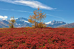 Red plants and Cima Piazzi in the background, Val Vezzola, Valdidentro, Valtellina, Sondrio province, Lombardy, Italy, Europe