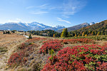 Val Vezzola during autumn, Valdidentro, Valtellina, Sondrio province, Lombardy, Italy, Europe