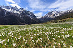 Meadows of crocus in bloom, Bracciascia alp, Malenco Valley, province of Sondrio, Valtellina, Lombardy, Italy, Europe