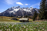 Blooming of crocus flowers, Bracciascia alp, Malenco Valley, province of Sondrio, Valtellina, Lombardy, Italy, Europe