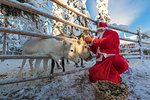 Santa Claus feeding reindeer, Ruka (Kuusamo), Northern Ostrobothnia region, Lapland, Finland, Europe