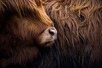 Highland cow near Shiel Bridge in the Scottish Highlands, Scotland, United Kingdom, Europe