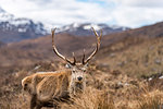 A wild Red Deer with big antlers in the Scottish Highlands in Torridon along The Cape Wrath Trail, Highlands, Scotland, United Kingdom, Europe