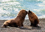 South American Sea Lions (Otaria flavescens), males, Punta Ninfas, Atlantic Coast, Chubut Province, Patagonia, Argentina, South America