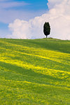 Green fields, Cypress trees and blue sky in Val d'Orcia, UNESCO World Heritage Site, Tuscany, Italy, Europe