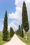 Cypress trees leading up a long path to Tuscan farm house, with blue sky, Tuscany, Italy, Europe