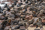 Seals slumber at one of world's largest colonies of Cape Fur Seals (Arctocephalus pusillus), Atlantic Coast, Cape Cross, Namibia, Africa