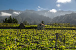 View of vineyard and scenery between Sao Vicente and Funchal, Madeira, Portugal, Atlantic, Europe