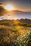 Rocky coast at the Ponta da Sao Lourenco and spring flowers at sunset, Eastern tip of the island, Madeira, Portugal, Atlantic, Europe