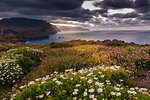 Rocky coast at the Ponta da Sao Lourenco and spring flowers at sunset, Eastern tip of the island, Madeira, Portugal, Atlantic, Europe