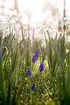 Close up of white narcissus and blue globe hyacinths.