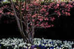 Close up of tree with red foliage in a bed of white narcissus and  blue grape hyacinths.