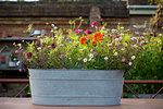 Selection of wild flowers and daisies planted in oval zinc container.