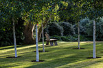 Shady lawned orchard area with young birch trees and wooden bench.