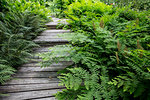 Fern growing around curved wooden boardwalk in a garden.