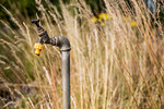 Close up of water tap with yellow plastic hose attachment in an allotment.