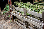 Compost heap constructed form wooden pallets in allotment.