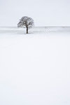 Lone solitary tree in winter snow covered field with plain background, Wakefield, West Yorkshire, Yorkshire, England, United Kingdom, Europe