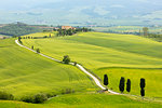 Cypress trees and green fields at Agriturismo Terrapille (Gladiator Villa) near Pienza in Tuscany, Italy, Europe