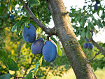 Big blue ripe plum fruits hanging on a branch in orchard, last summer before harvest season, close-up