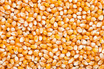 Raw golden sweet corn popcorn grain seeds texture background