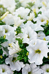 Closeup of white petunia flowers in the sun