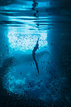 Young woman snorkeling among school of fish underwater, Vava'u, Tonga, Pacific Ocean