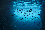 Fish swimming underwater in blue ocean, Vava'u, Tonga, Pacific Ocean