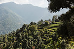 Sunny scenic view green foothills, Supi Bageshwar, Uttarakhand, Indian Himalayan Foothills