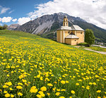 The yellow flower from Madonna di Oga's Church, Bormio,Province of Sondrio, Valtellina, Lombardy, Italy, Europe