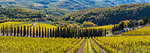 Albola castle's vineyards, Radda in Chianti, Siena, Tuscany, Italy.