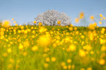 Buttercups (Ranunculus) flowers frame the most biggest cherry tree in Italy in a spring time, Vergo Zoccorino, Besana in Brianza, Monza and Brianza province, Lombardy, Italy, Europe