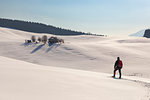 Snowshoeing in Mezzomiglio pastures, Cansiglio Forest, Prealps of Belluno, Farra d'Alpago, Belluno province, Veneto, Italy