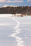 Prese Alm on snowy pastures of Mezzomiglio, Cansiglio Forest, Prealps of Belluno, Farra d'Alpago, Belluno province, Veneto, Italy